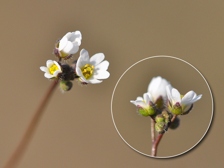 Erophila verna