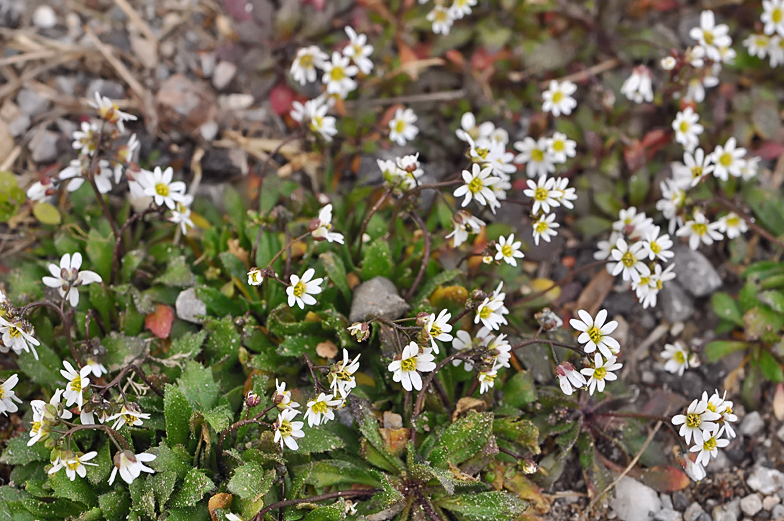 Erophila verna