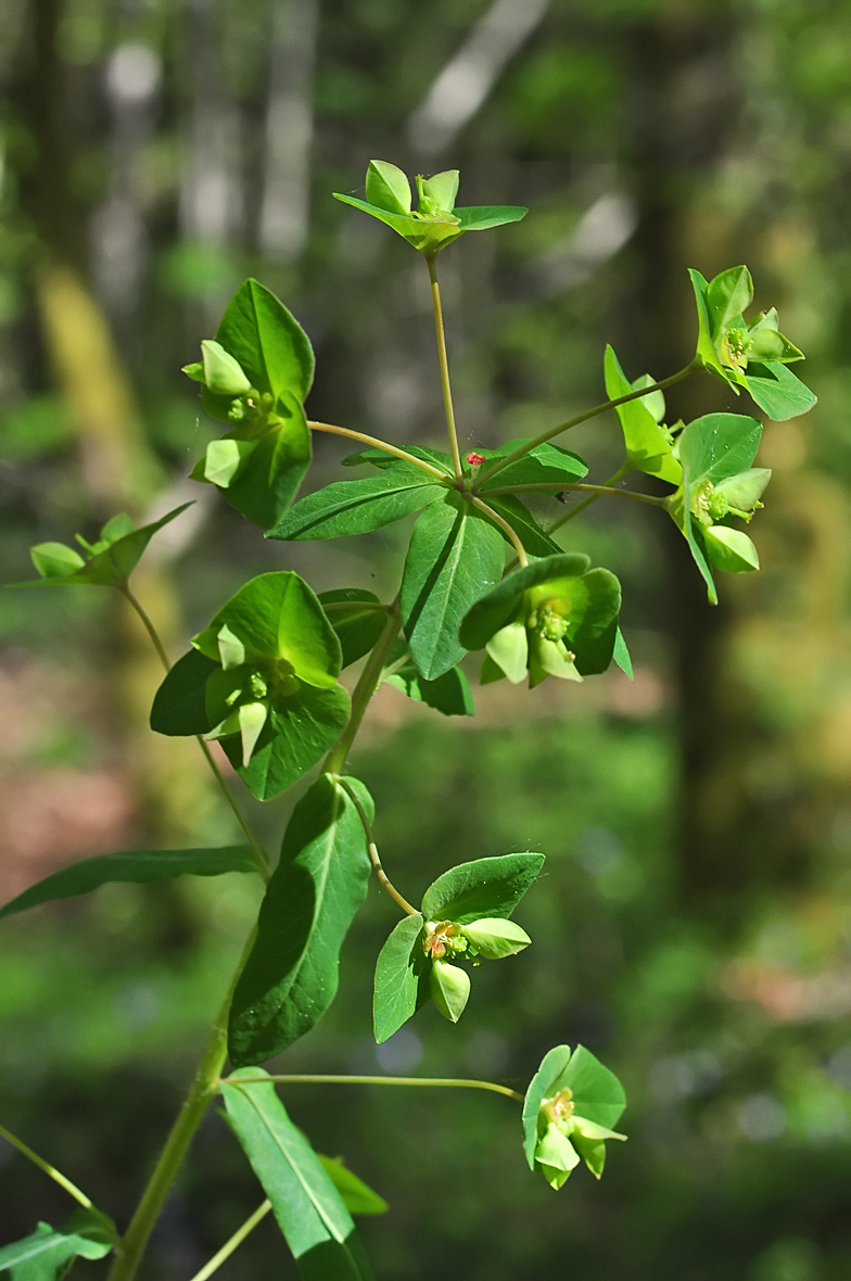 Euphorbia dulcis