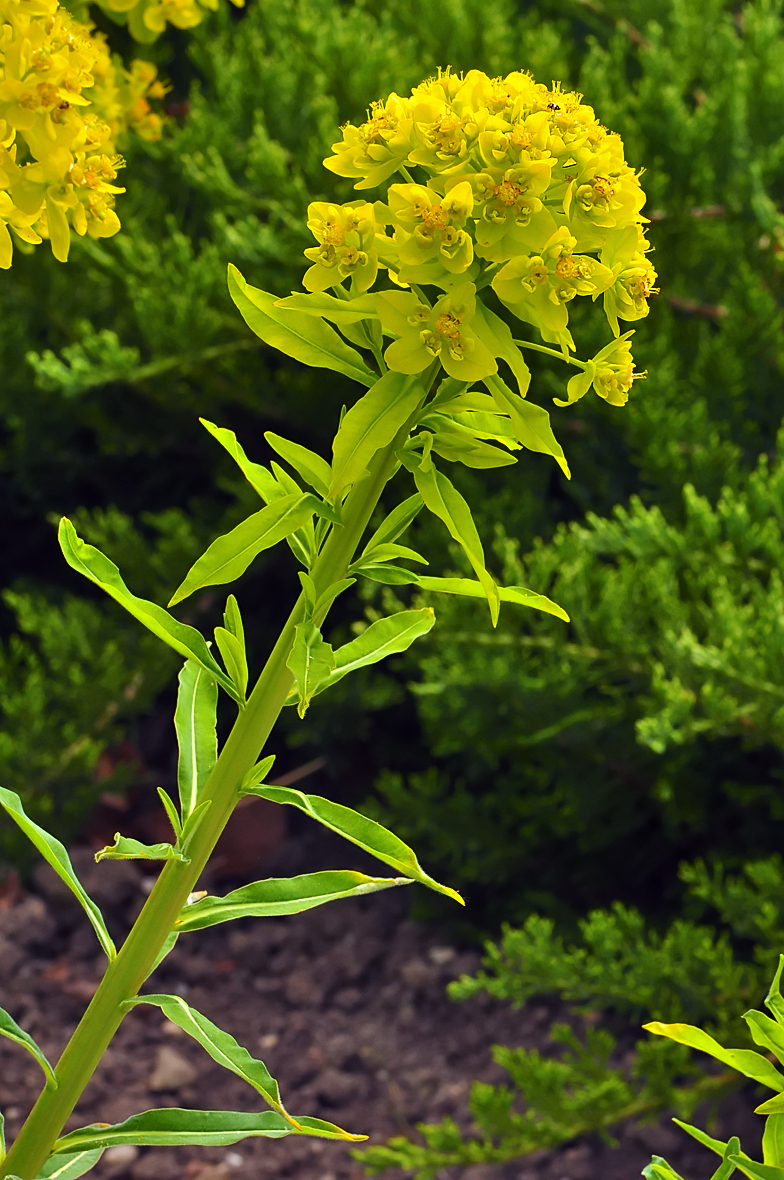 Euphorbia palustris 3