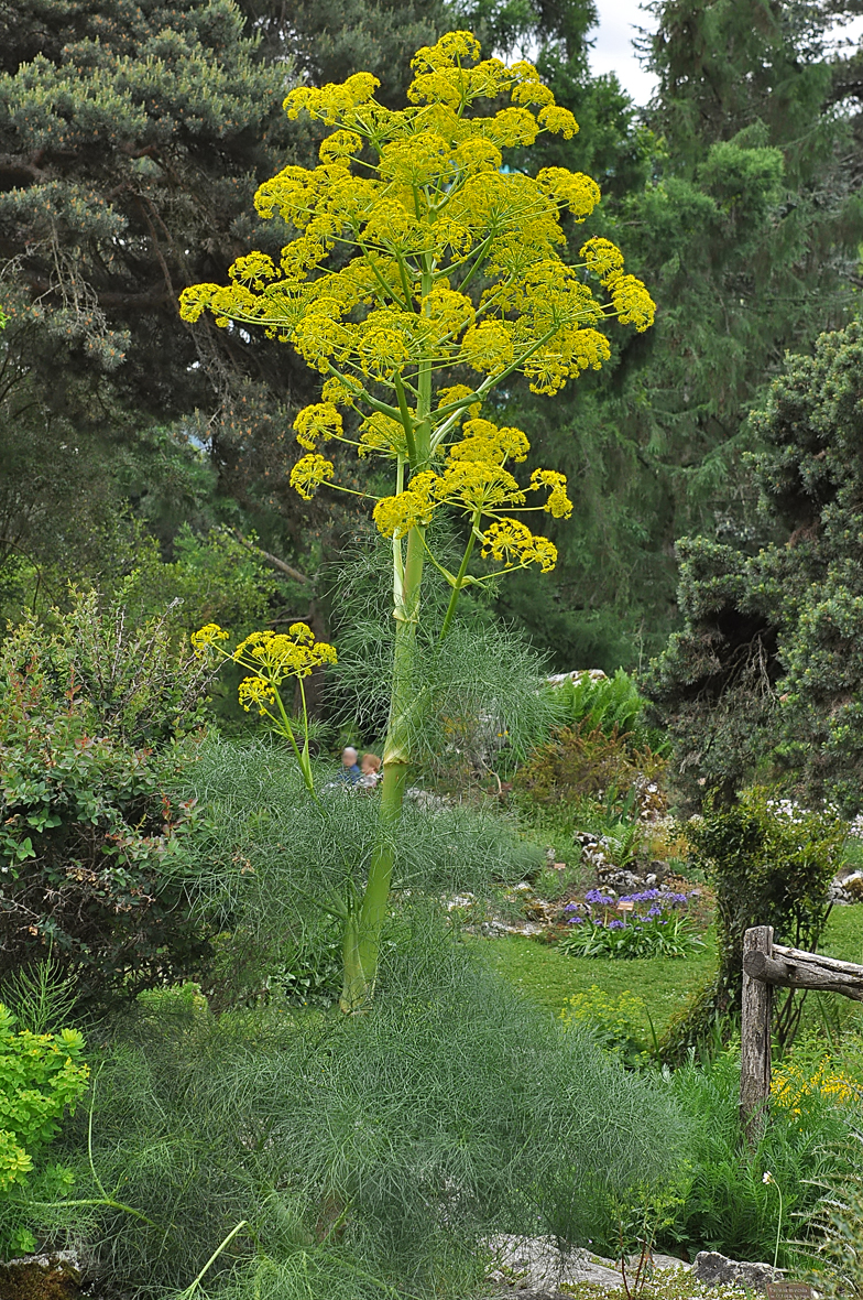 Ferula communis