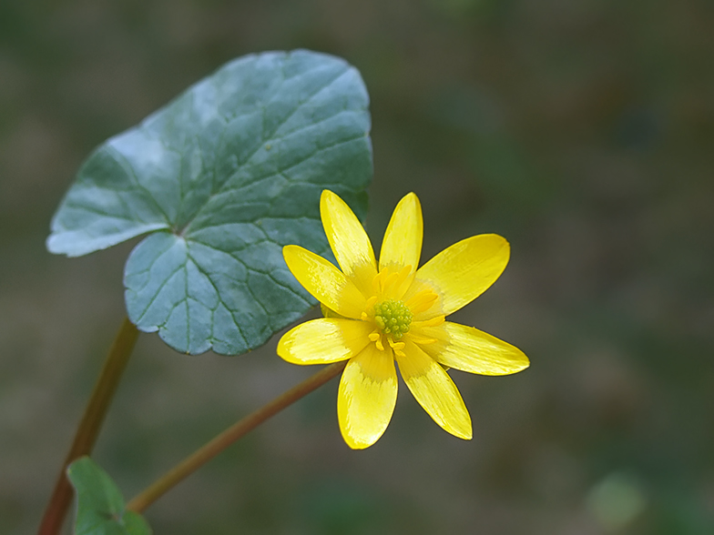 Ficaria ranunculoides