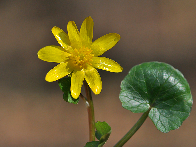 Ficaria ranunculoides