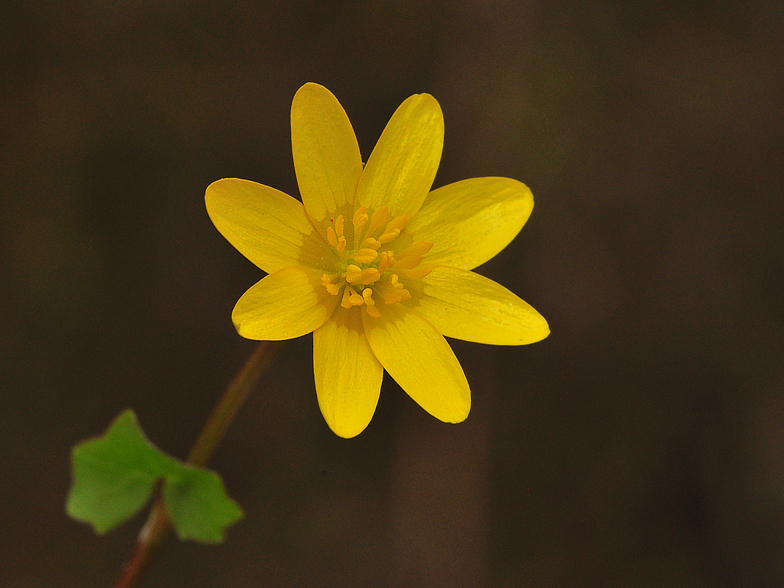 Ficaria ranunculoides