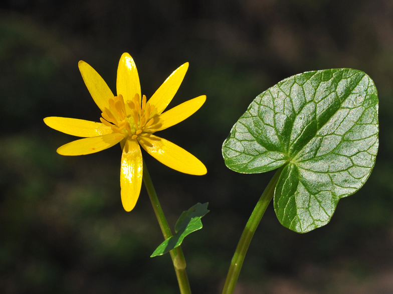 Ficaria ranunculoides