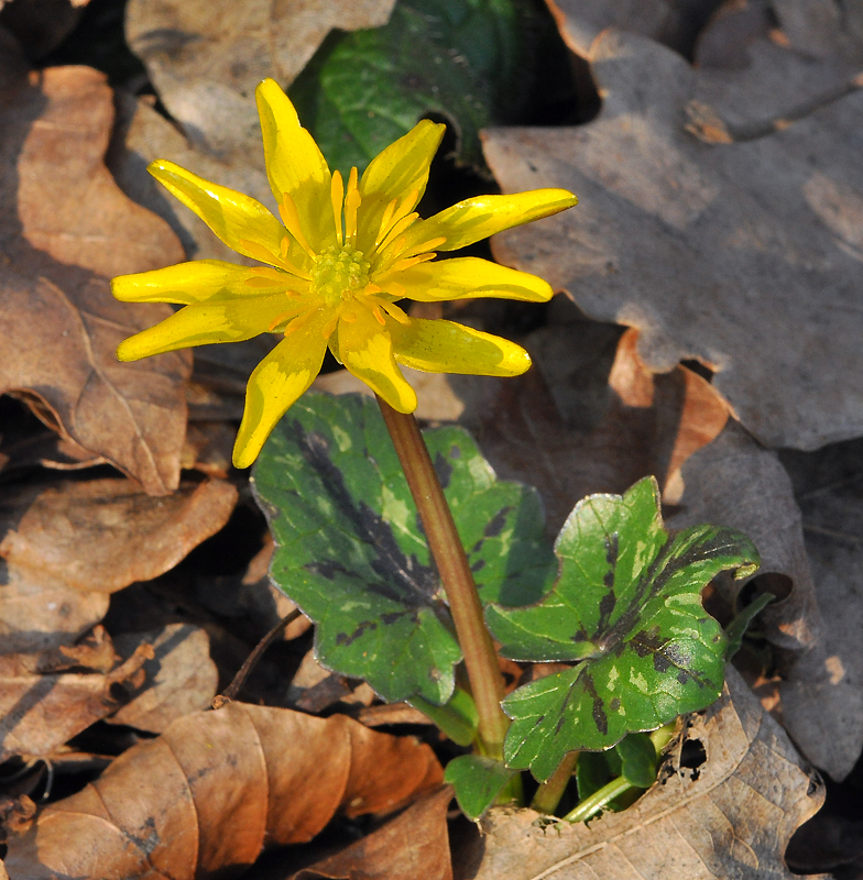 Ficaria ranunculoides