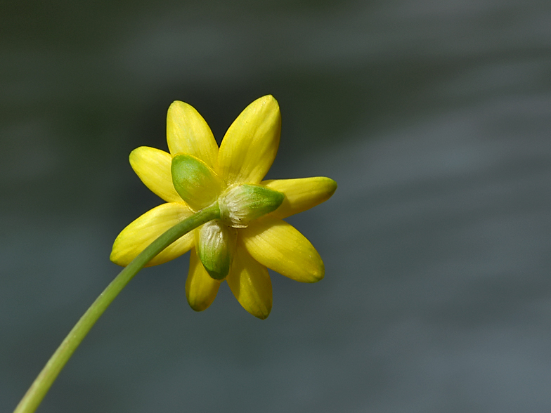 Ficaria ranunculoides