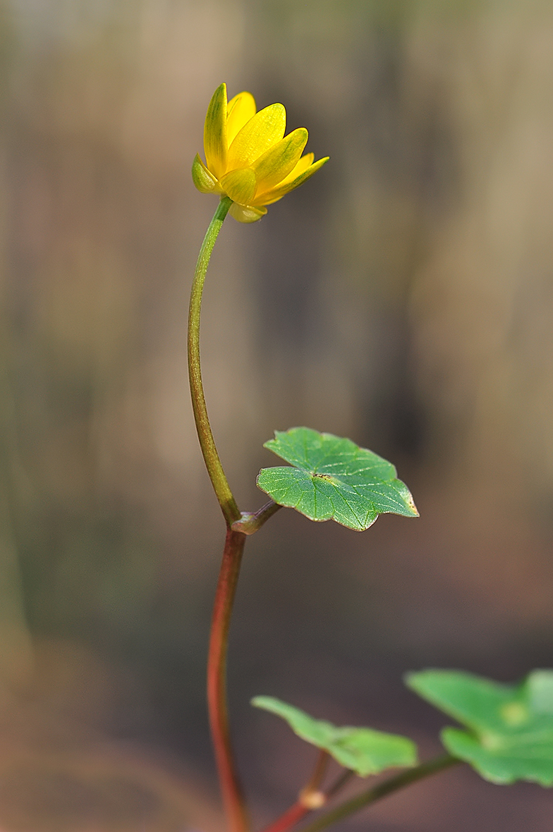 Ficaria ranunculoides