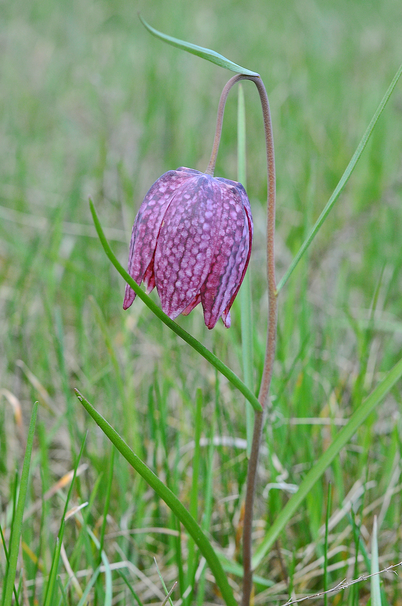 Fritillaria meleagris