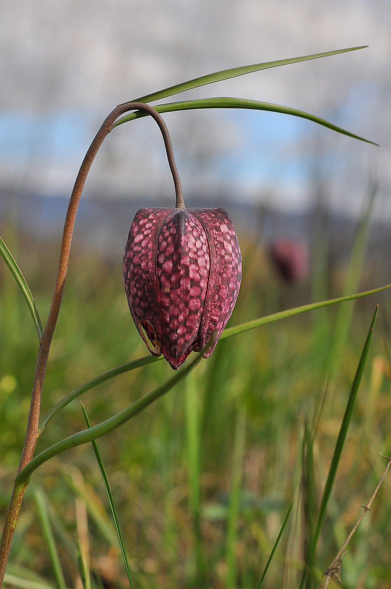 Fritillaria meleagris