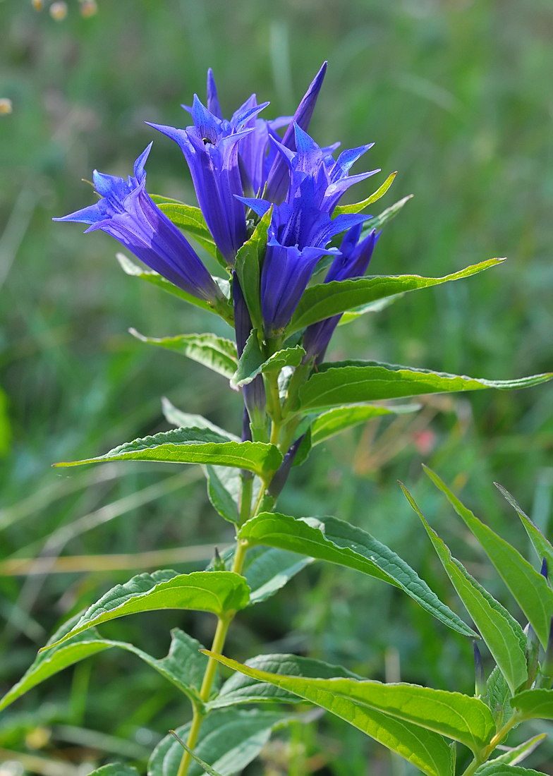 Gentiana asclepiadea
