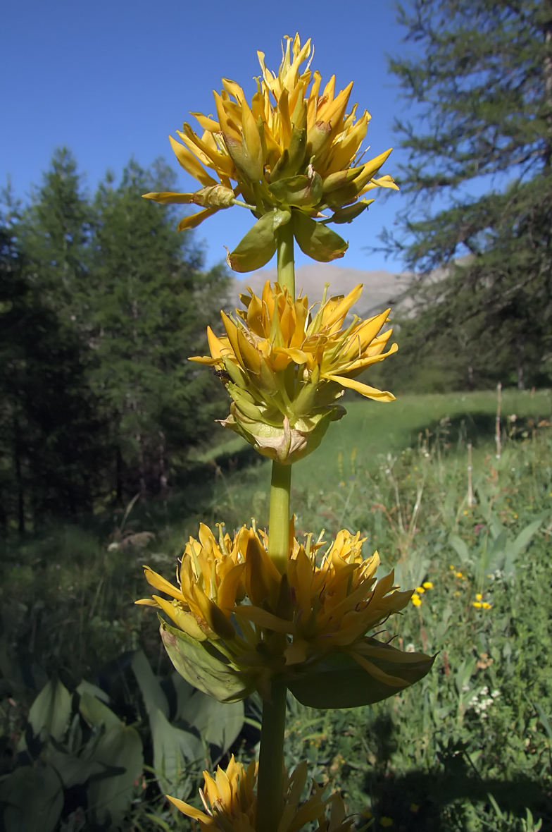 Gentiana lutea