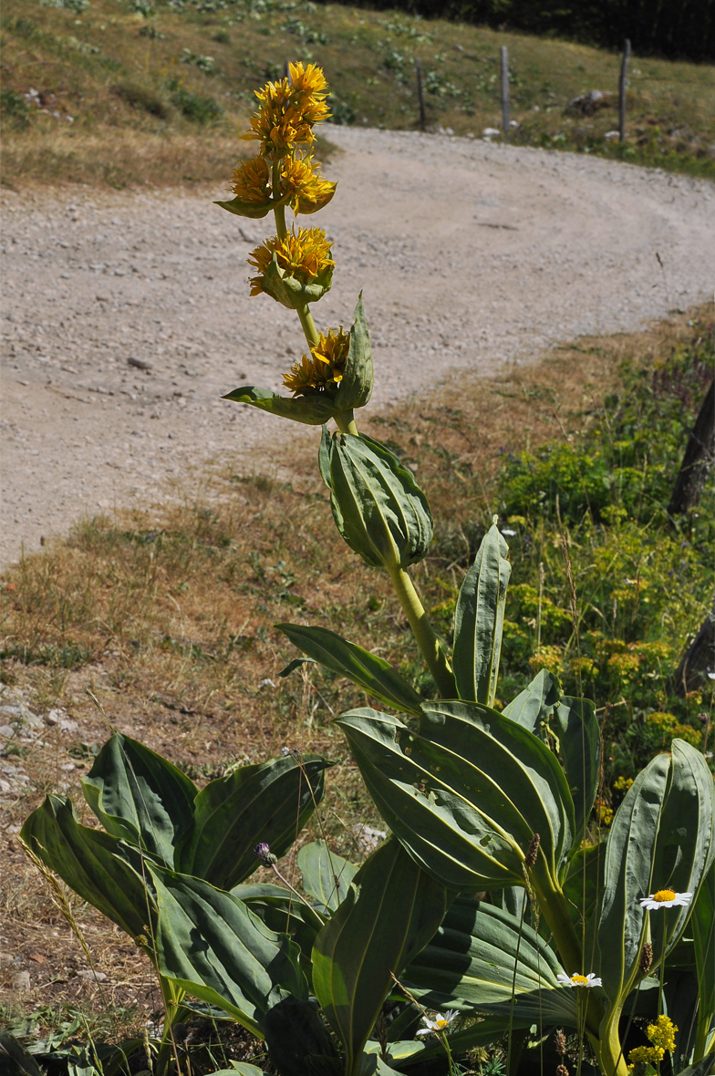 Gentiana lutea