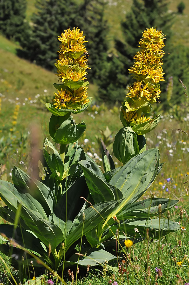 Gentiana lutea