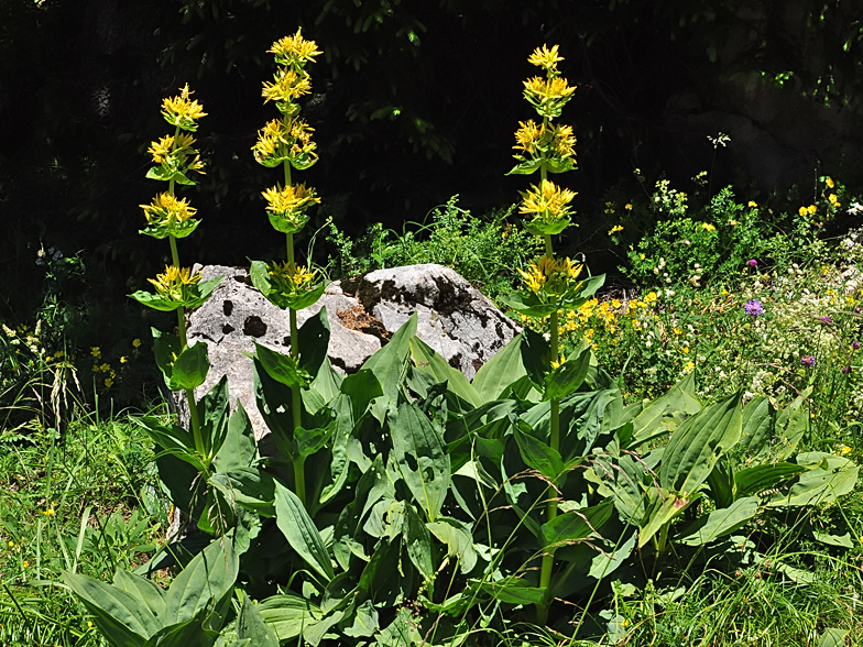 Gentiana lutea