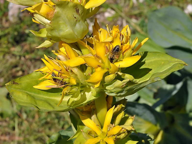 Gentiana lutea