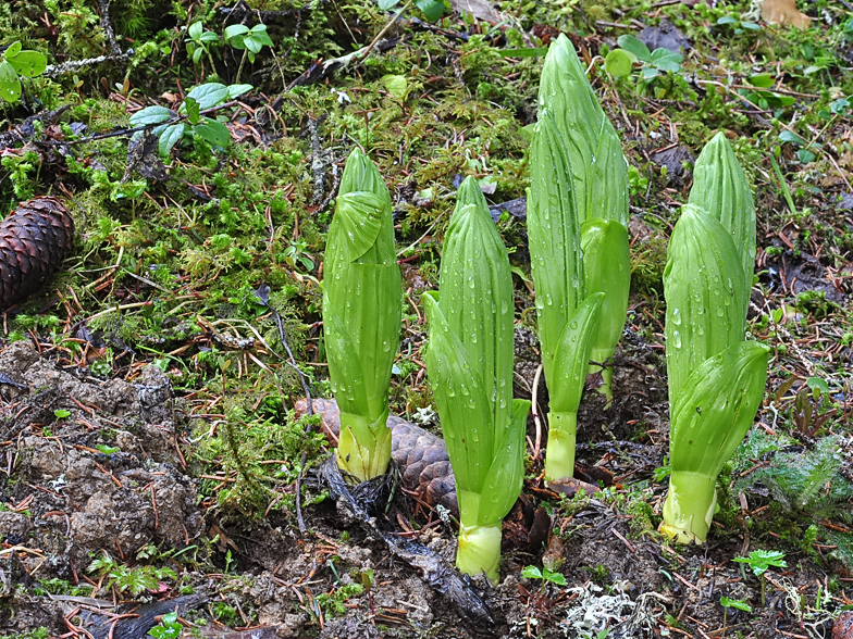 Gentiana lutea