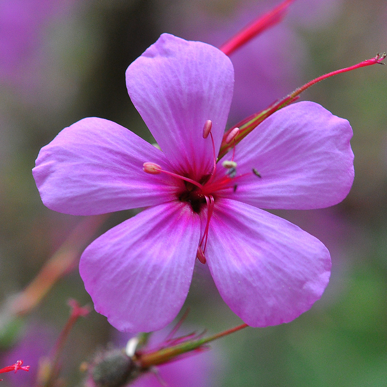 Geranium maderense 2