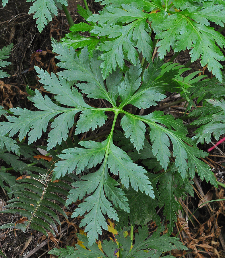Geranium maderense 3