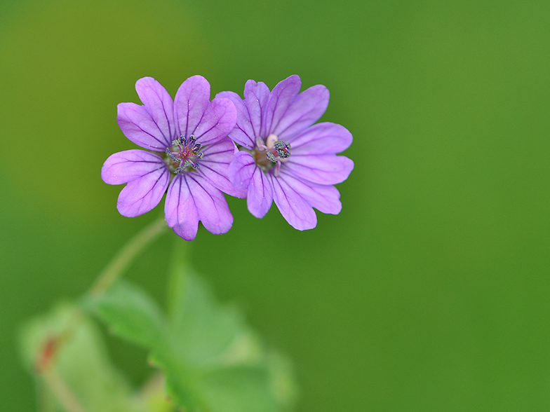 Geranium pyrenaicum