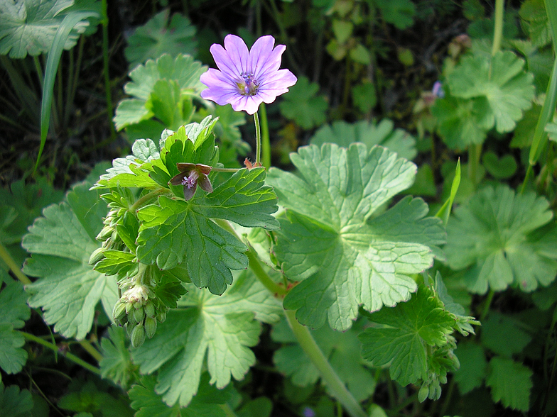 Geranium pyrenaicum