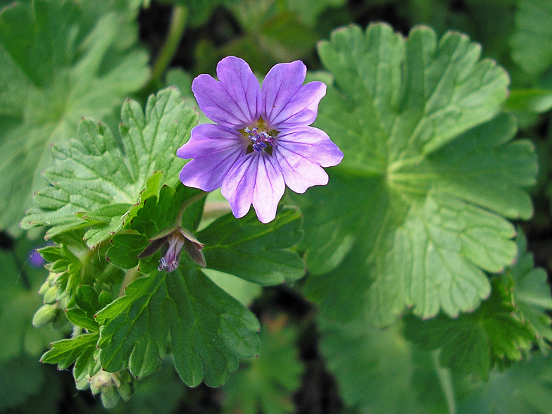 Geranium pyrenaicum