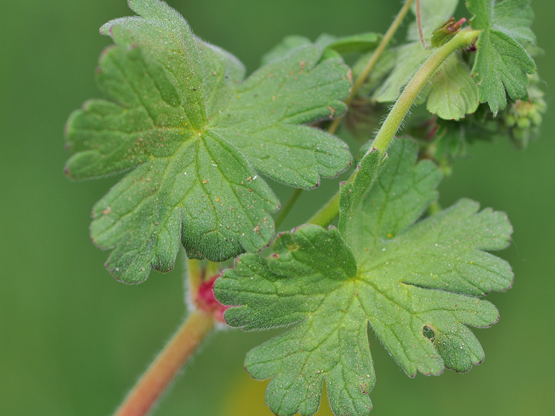 Geranium pyrenaicum