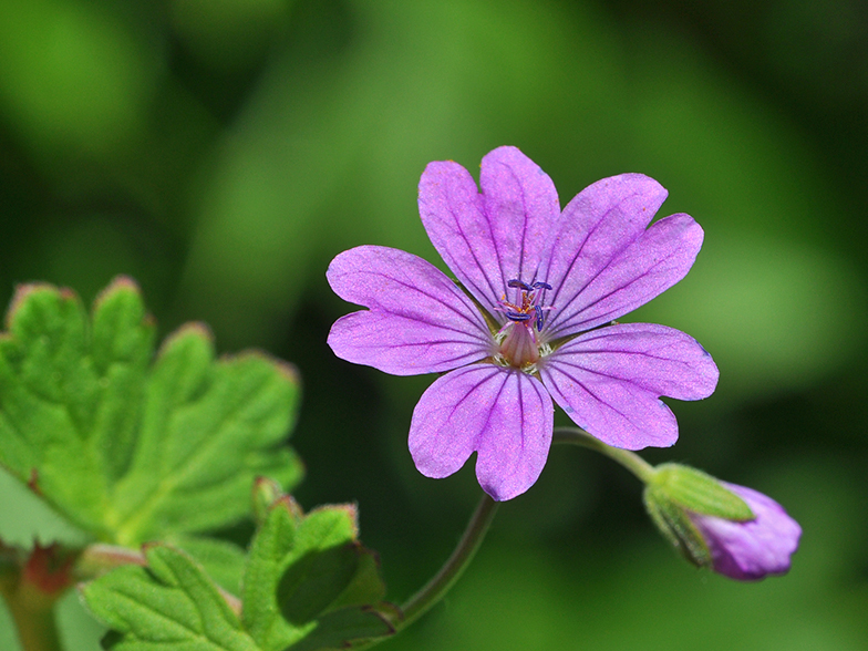 Geranium pyrenaicum