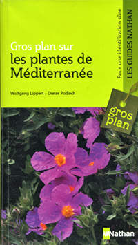 Gros plan plantes Mediterranee