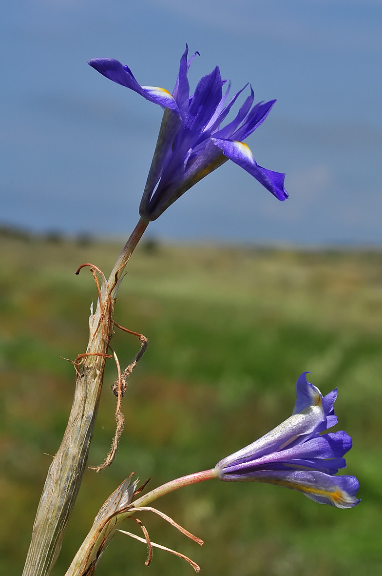 Gynandiris sisyrinchium