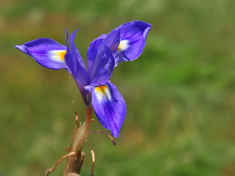 Gynandiris sisyrinchium