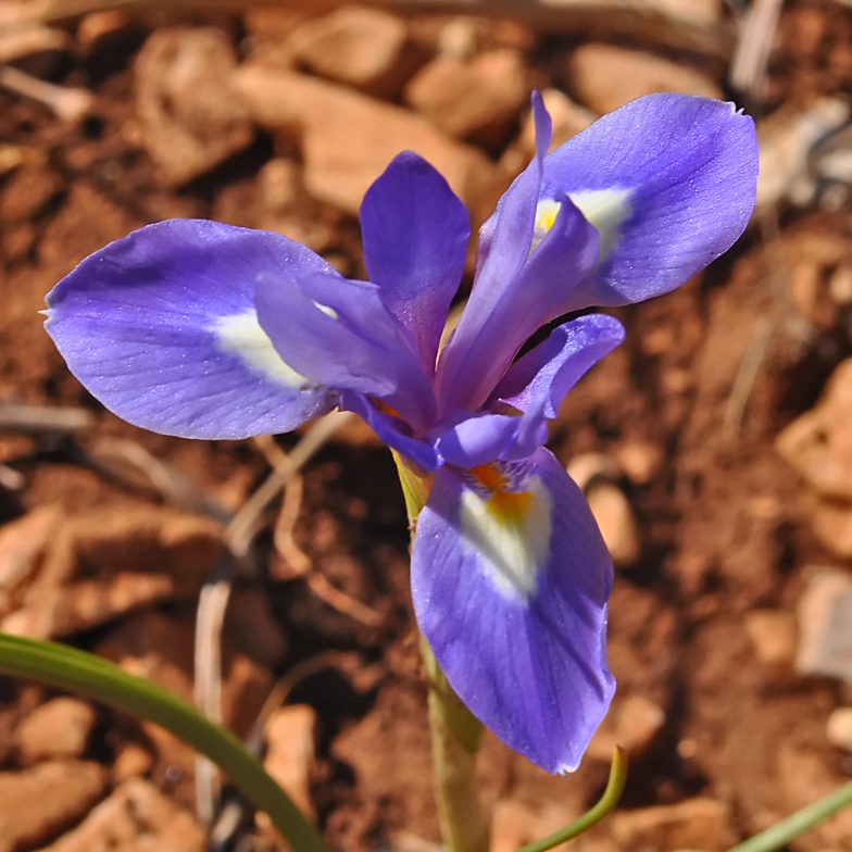 Gynandiris sisyrinchium