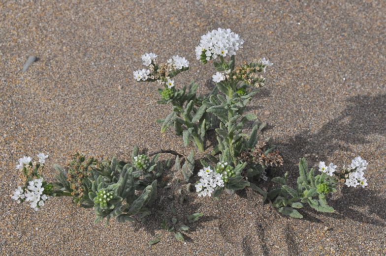 Heliotropium ramosissimum
