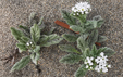 Heliotropium ramosissimum