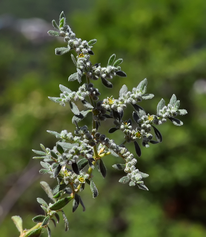 Herniaria incana