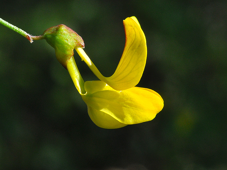 Hippocrepis emerus detail