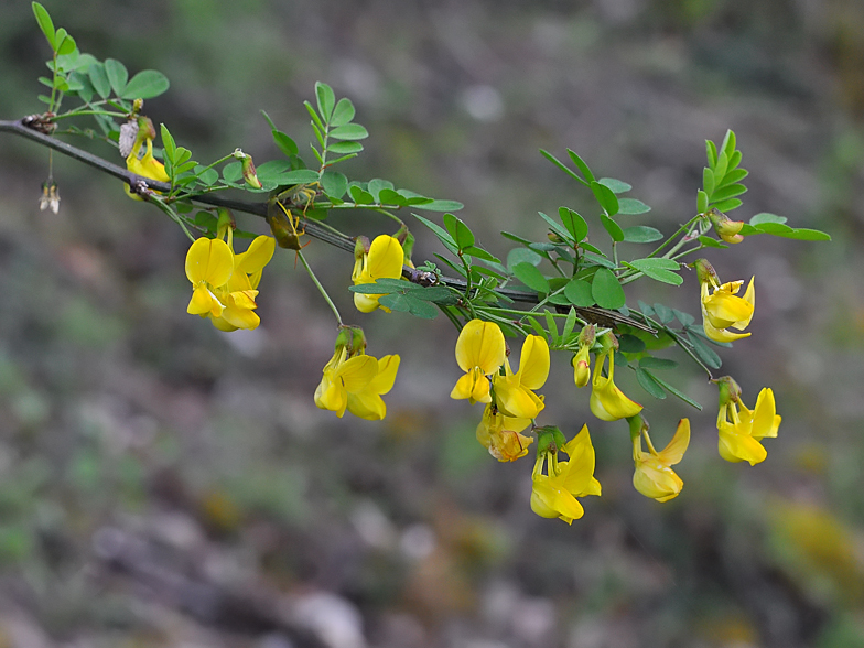 Hippocrepis emerus Vers Vaux