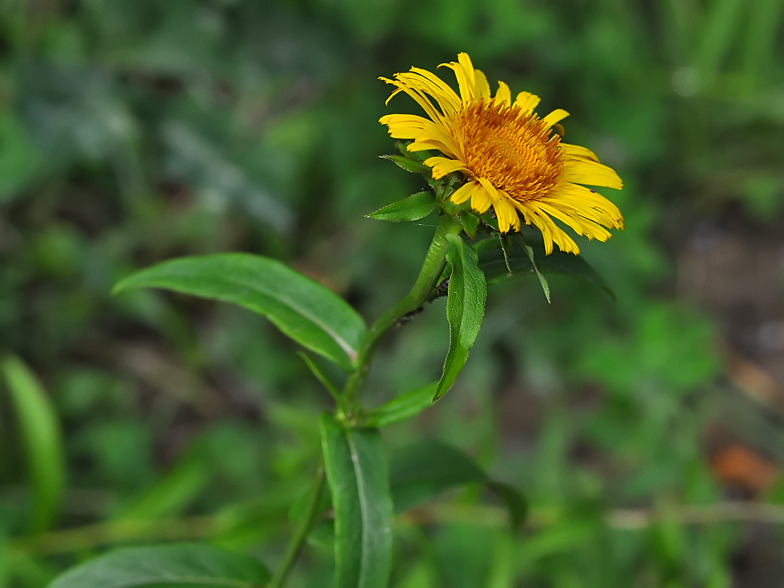 Inula salicina