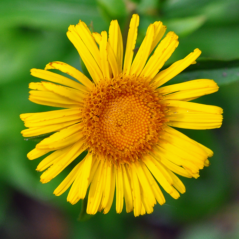 Inula salicina