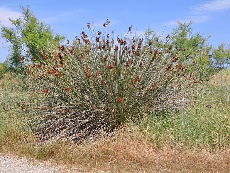 Juncus acutus