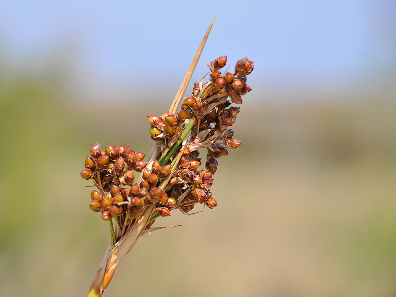 Juncus acutus