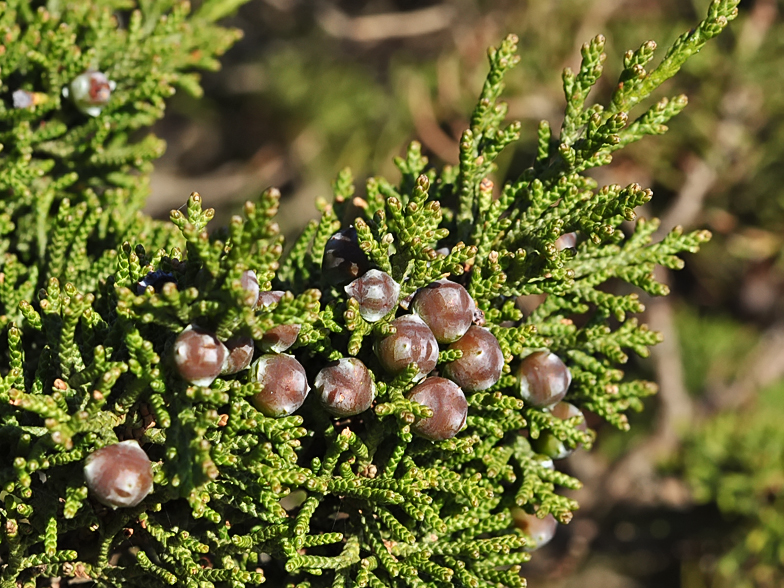 Juniperus phoenicea