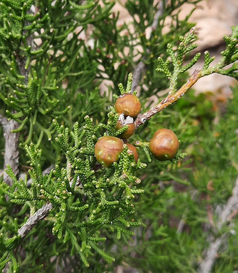 Juniperus phoenicea