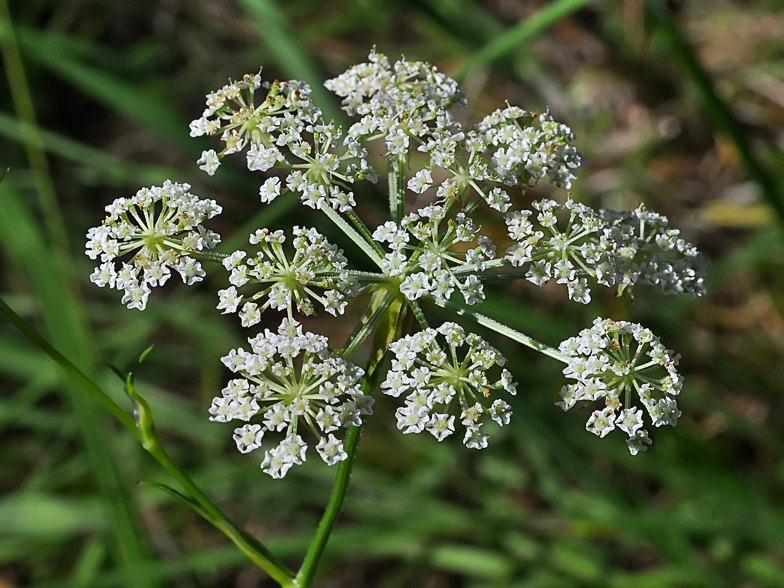 Laserpitium prutenicum