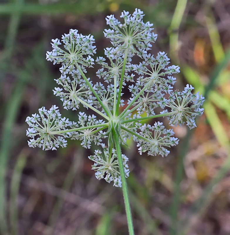 Laserpitium prutenicum 2