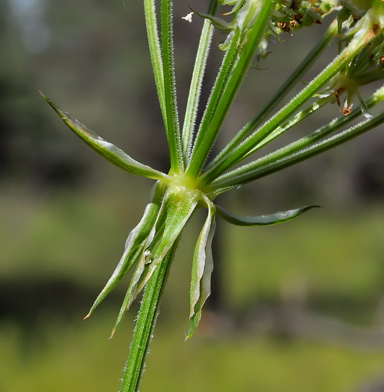 Laserpitium prutenicum 4