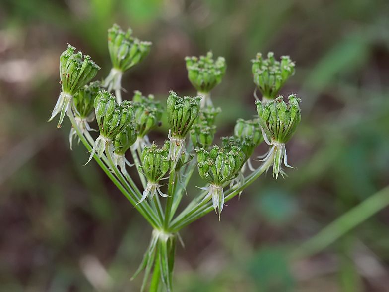 Laserpitium prutenicum 5