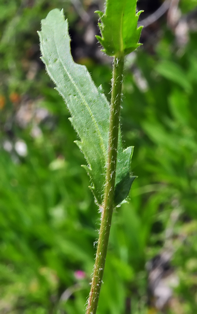 Leucanthemum adustum