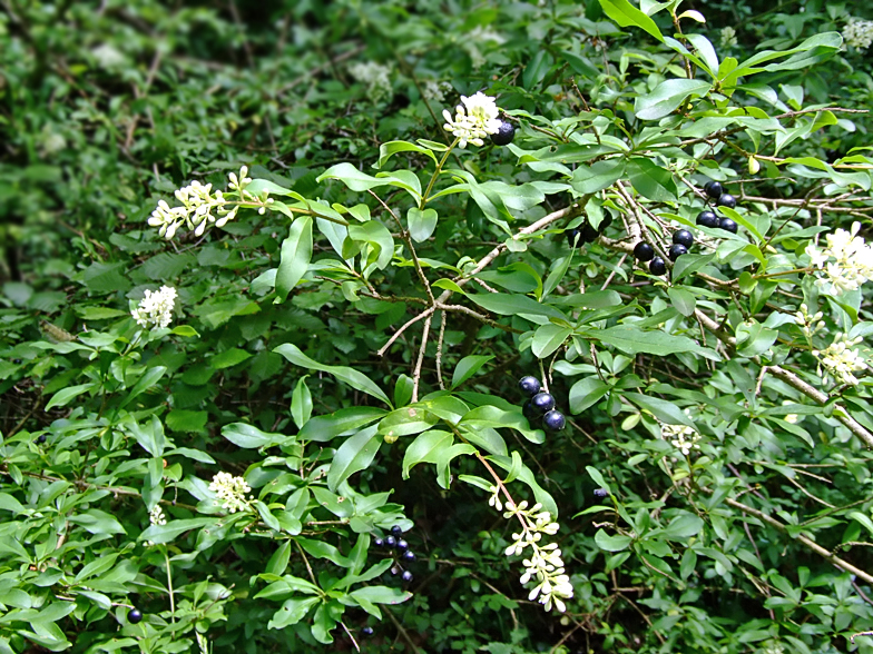 Ligustrum vulgare