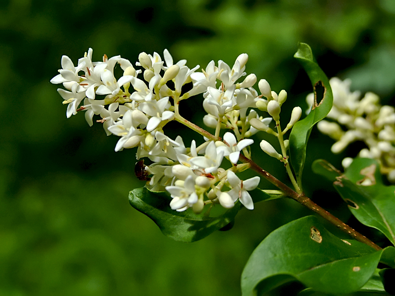 Ligustrum vulgare